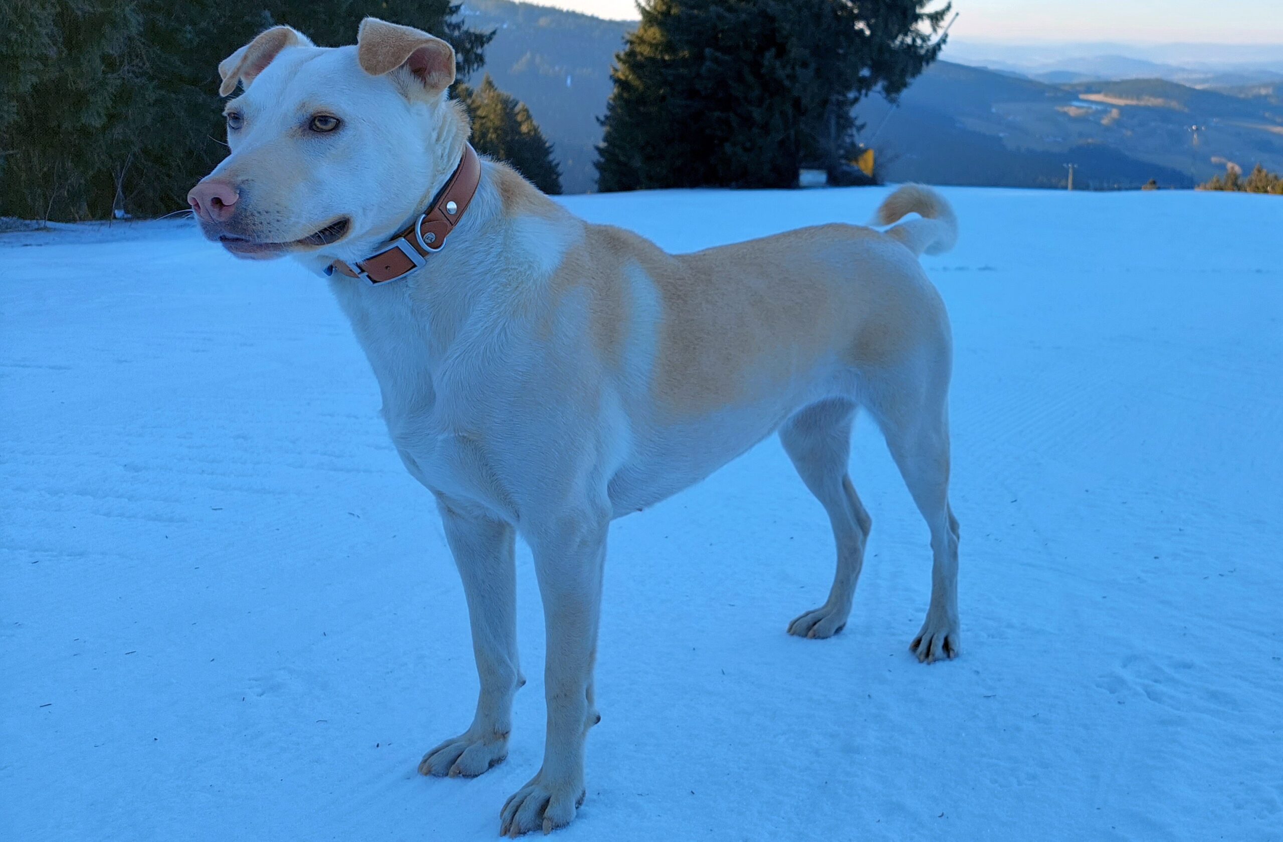 Allererstes Skifahren mit Hunden 😍😍