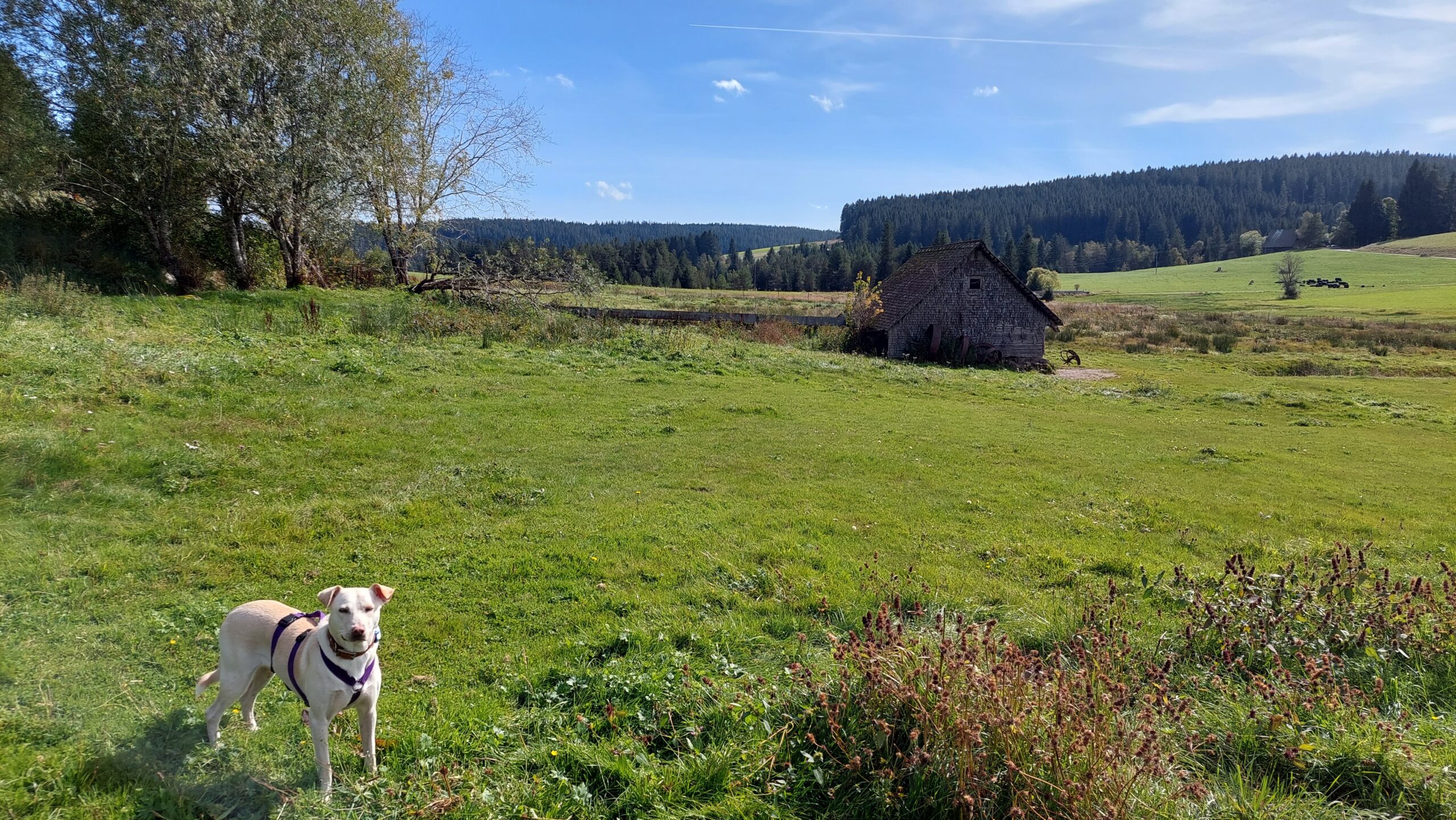 Wanderung im Schwarzwald