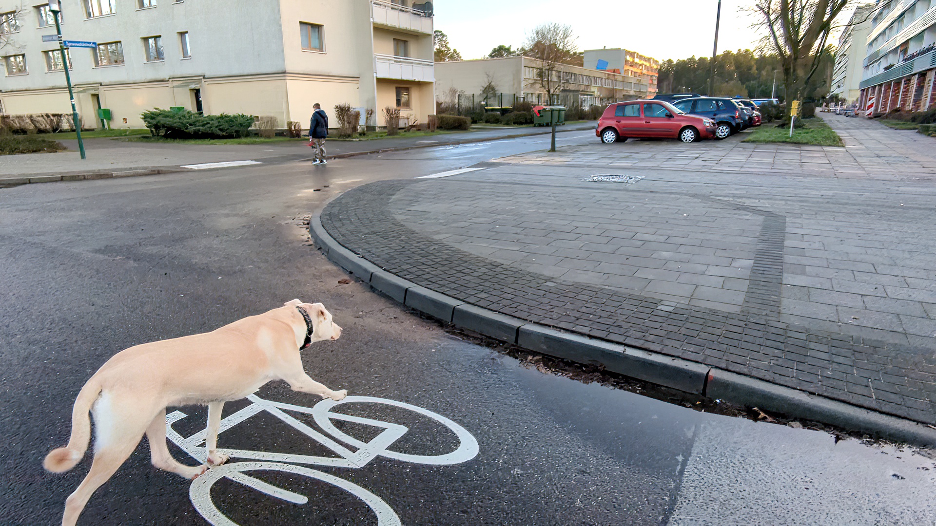 Fahrradfahren! Potenzialhund!